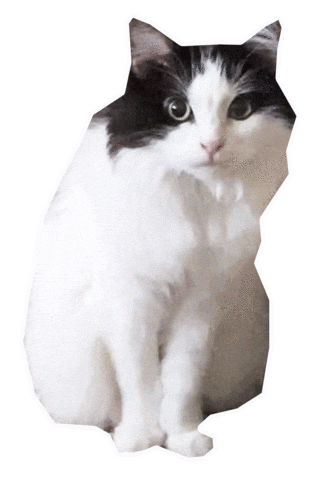 Gato Sentado